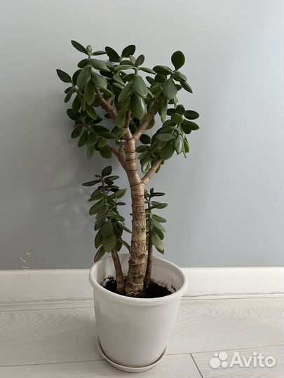 Денежное дерево