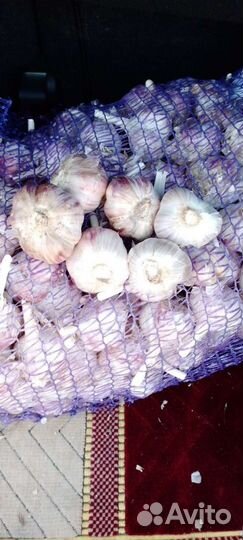 Чеснок зимний