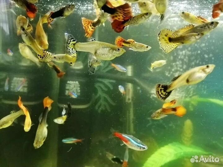 Аквариумные рыбки гуппи