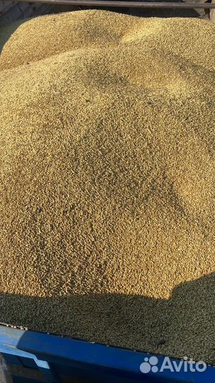 Зерно ячмень