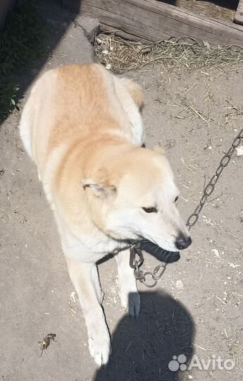 Собака в добрые руки отдам бесплатно
