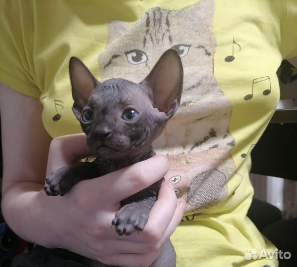 Канадский сфинкс