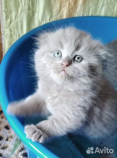 Красотка лиловая