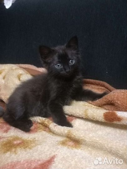 Отдам в хорошие руки