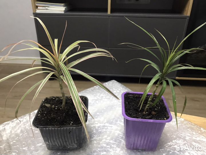 Пальма драцена