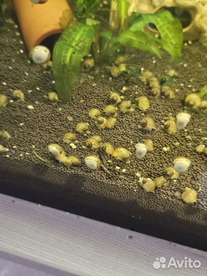 Улитки ампулярии