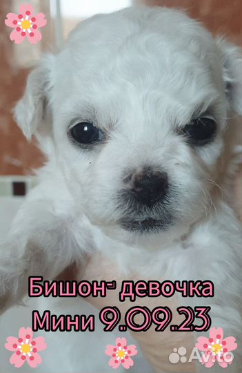Бишон-девочка-миник
