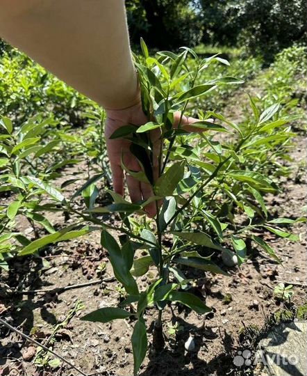 Саженцы кумкват