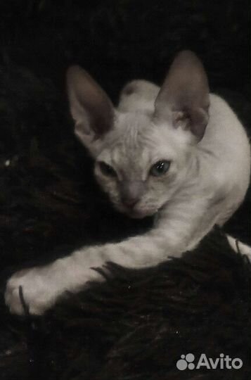 Канадский сфинкс котенок мальчик войлок