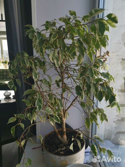 Фикус бенджамина пестролистный