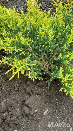 Можжевельник Голд Стар