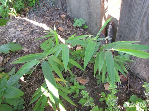 Морозостойкие кактусы, юкка