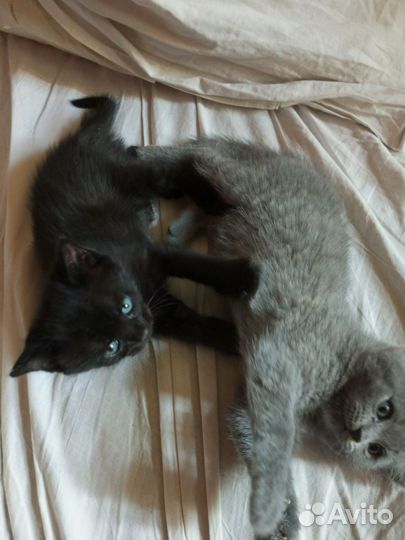 Котята в добрые руки мальчики