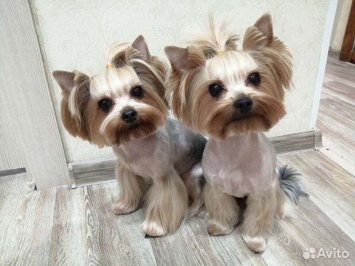 Стрижка (груминг) йорков на дому