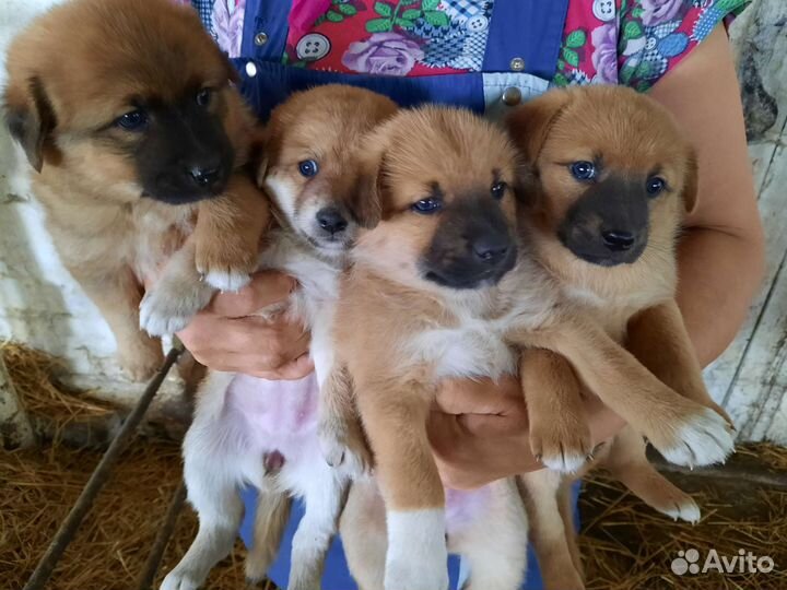 Щенки бесплатно