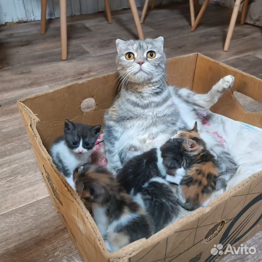 Кошка