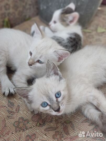 Котята в добрые руки