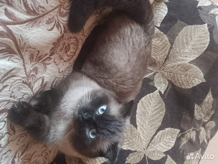 Отдам кота в добрые руки