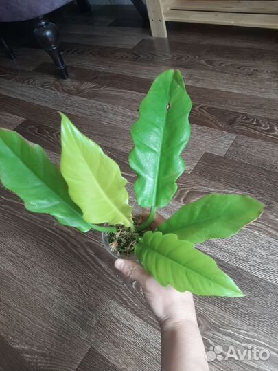 Домашние цветы