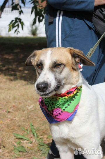 Маленькая собака в добрые руки