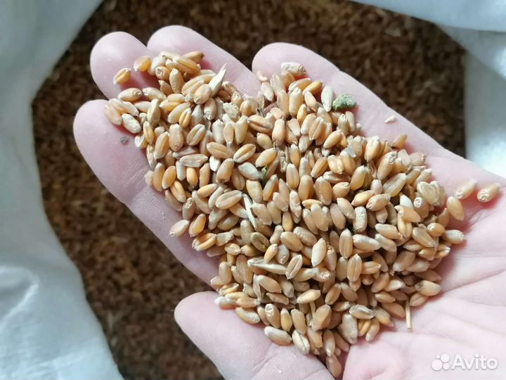 Зерно пшеница ячмень овес кукуруза