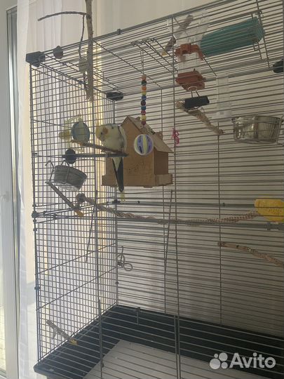 Попугай карелла с клеткой