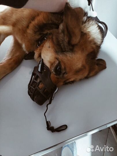 Помогите облегчить жизнь собаке Зайке