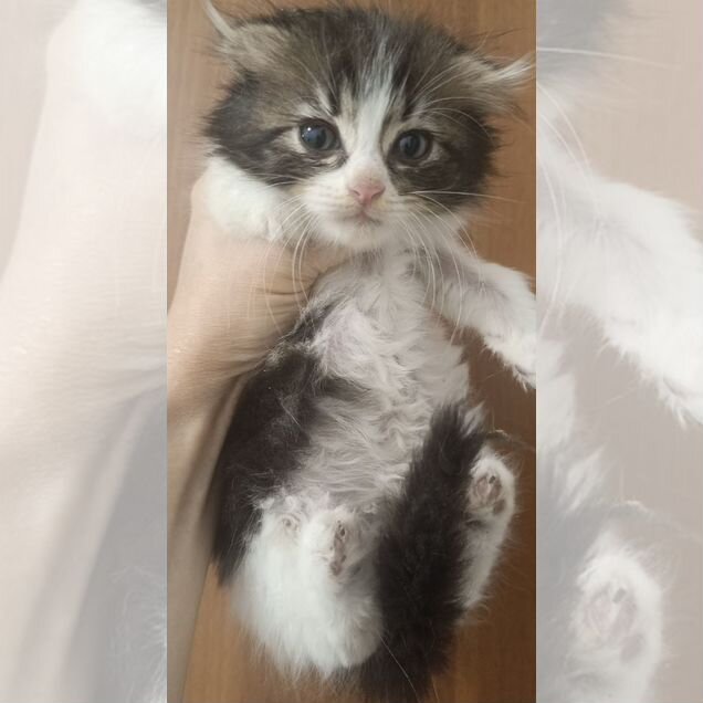 Котёнок в добрые руки