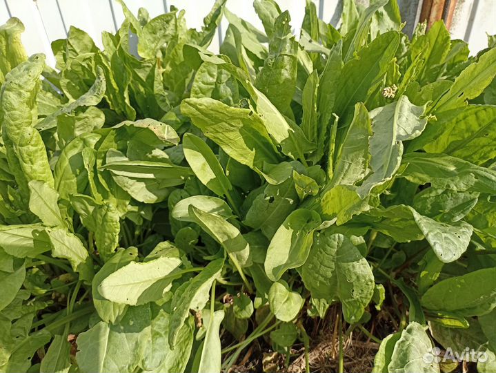 Зелень свежая петрушка, щавель, мята