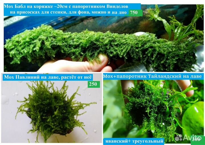 Аквариумные растения Мох-Мхи Нимфея Доставка 99р