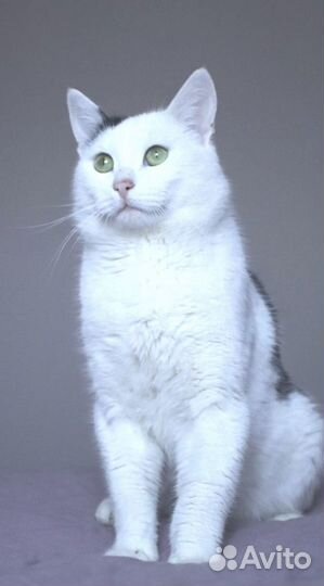 Котик из приюта