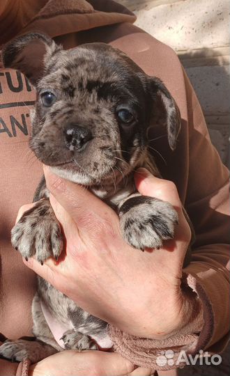 Хрюкалки и пукалки