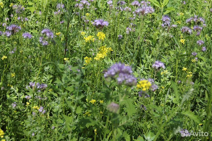 Семена фацелии 2023