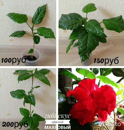 Комнатные растения