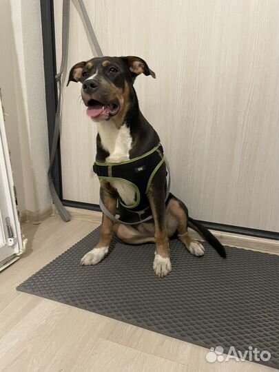 Стаффорд девочка триколор