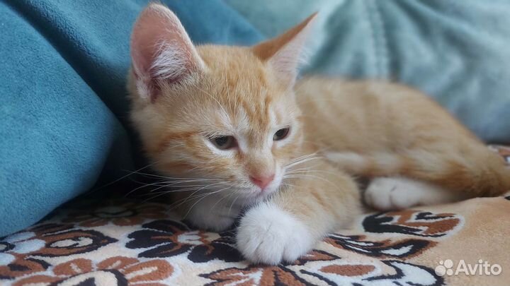 Котенок в добрые руки