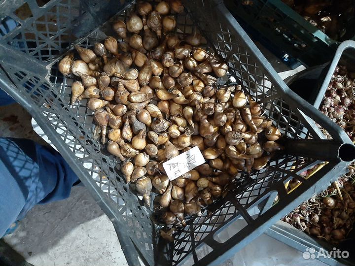 Луковицы нарциссов