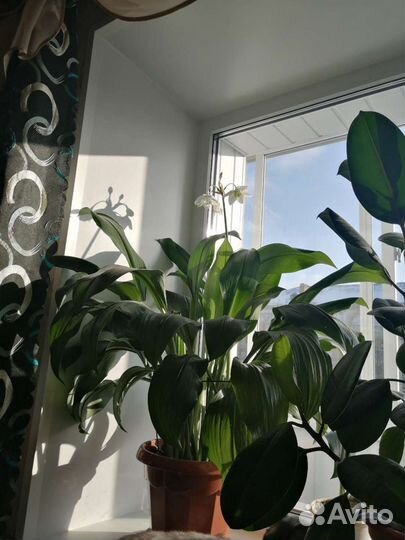 Эухарис (амазонская лилия)