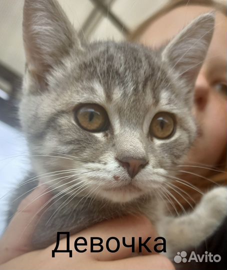 Подарите себе пушистый комочек счастья