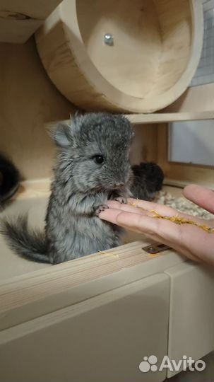 Шиншиллы мальчик и девочка