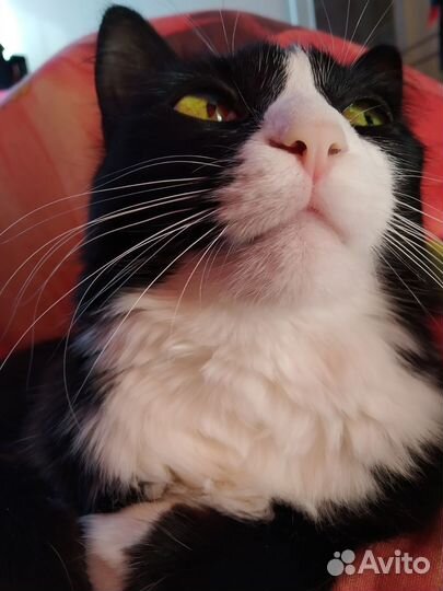 Передержка животных (кроме собак)