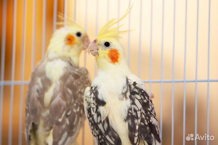 Корелла пёстрый птенцы