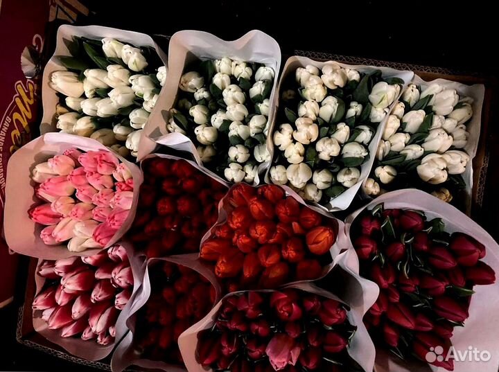 Тюльпаны опт от 500 шт