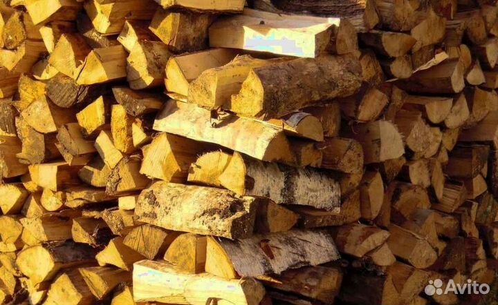 Береза на выбор