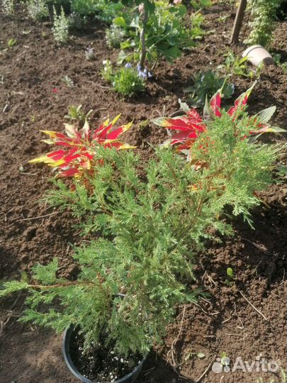 Хвойные растения