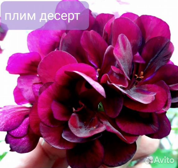 Плющелистная пеларгония