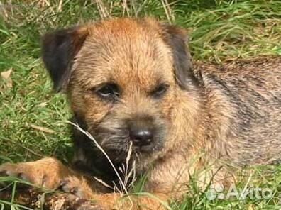 Щенки веселых энергичных терьеров борд