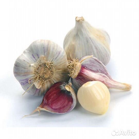 Чеснок зимний