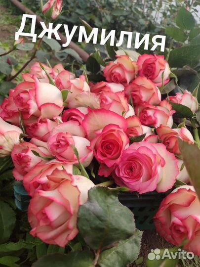 Цветы(розы) опт