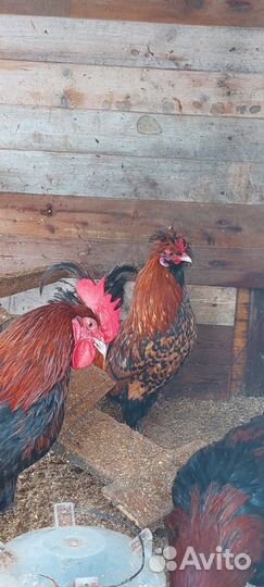 Молодые петухи
